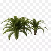 槟榔科植物维管束剪贴画长棕榈树