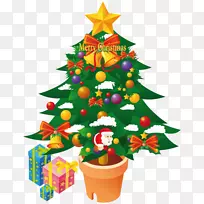 杉木常绿圣诞装饰松科花盆-圣诞树