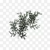 藤胚性植物常春藤桌面壁纸攀缘藤本植物绿PNG