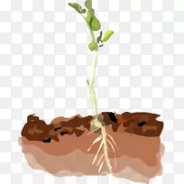 土壤植物计算机图标剪贴画豌豆藤片