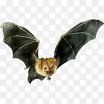 小型蝙蝠飞行蝙蝠探测器