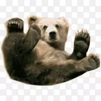 北极熊棕熊灰熊