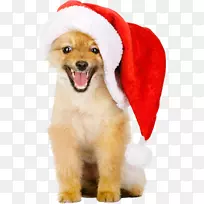 金毛猎犬圣诞帽犬