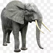 非洲丛林象非洲森林象印度象