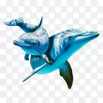 大西洋斑点海豚画动物壁纸-海豚