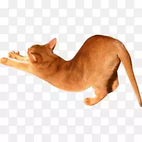 阿比西尼亚猫伸展数码剪贴簿-猫