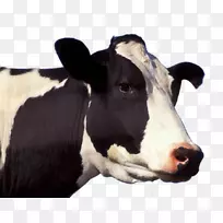 荷斯坦，弗里西亚牛，泽西牛，格恩西岛牛，乳牛，牲畜，奶牛