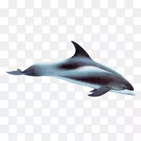 白色喙海豚短喙普通海豚普通宽吻海豚粗齿海豚沙漏海豚