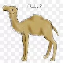 澳大利亚野生骆驼绘制素描-骆驼