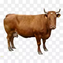 荷斯坦、弗里西亚牛、格恩西牛、牲畜剪贴画-牛
