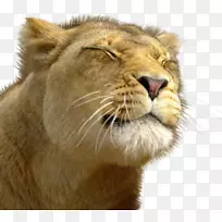 狮子豹美洲狮猫科猎豹