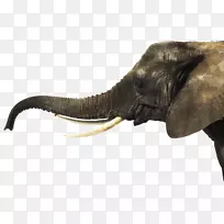 一天与大象卢卡斯瓦尔登贝克菲利普谢亚YouTube-大象