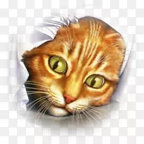 猫老鼠猫鸟桌面壁纸-猫