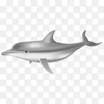 普通宽吻海豚图库溪海豚短喙海豚