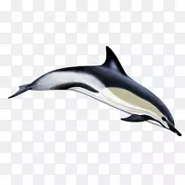条纹海豚短喙普通海豚旋转海豚宽吻海豚长喙普通海豚