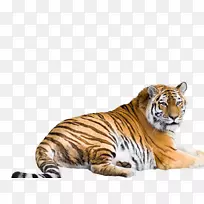 西伯利亚虎，孟加拉虎，马来亚虎，苏门答腊虎，华南虎-猎豹