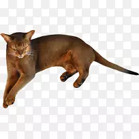 哈瓦那棕色小猫剪贴画-猎豹