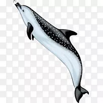 宽吻海豚旋涡海豚剪贴画-海豚