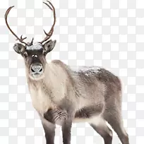 驯鹿圣诞老人驯鹿艺术家-鹿