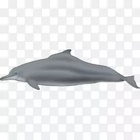 普通宽吻海豚粗齿海豚图库溪短喙普通海豚