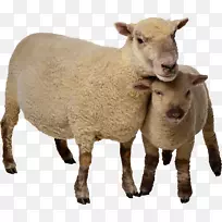 羊剪贴画-山羊