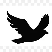 鸟飞燕鸥科乌鸦-海鸥