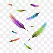 鸟类羽毛图样摄影.羽毛