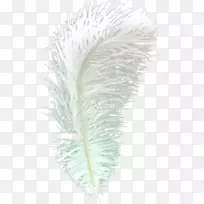 亚洲孔雀羽毛