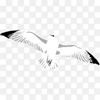 海鸥线艺术鸟夹艺术-海鸥