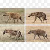 斑纹鬣狗