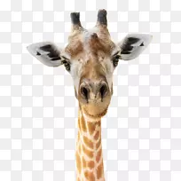 长颈鹿头像摄影脸长颈鹿