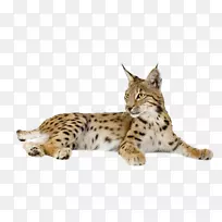 欧亚山猫猫科野猫美洲狮豹