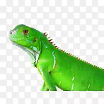 爬行动物蜥蜴普通蜥蜴变色龙脊椎动物蜥蜴