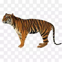 永远不要用短棍子狮子、西伯利亚虎、孟加拉虎看门狗、博客和野猪-豹子抓老虎。