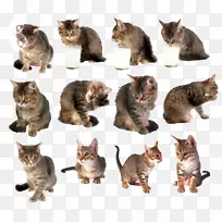 猫剪贴画-猫