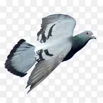 岩鸽科鸟类种群鸽子-猎鹰