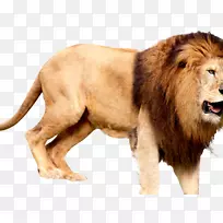 东非狮子马赛马拉猫陆生动物-狮子