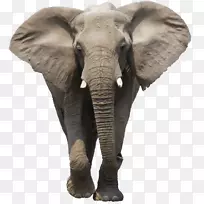 非洲灌木象，亚洲象，非洲森林象-象