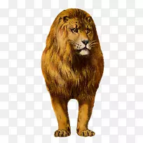 狮头兔东非狮子猫动物剪贴画-非洲狮子剪贴画