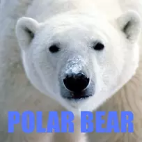 斯瓦尔巴小北极熊