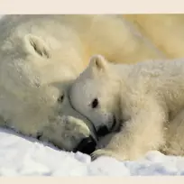 小北极熊，希腊动物园-北极熊