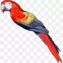 鸟类鹦鹉电脑图标剪辑艺术鹦鹉