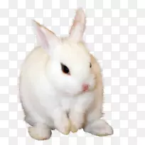 安哥拉兔利波类动物剪贴画-兔子