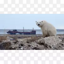 丘吉尔北极熊北极狐北极熊