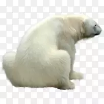 大比利牛斯北极熊地北极熊区-北极熊