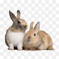 产兔欧洲兔饲养兔-兔