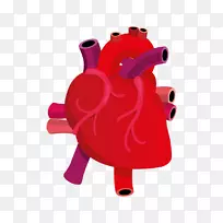 心脏剪贴画-人体心脏图片