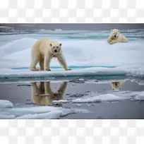 北极熊北极全球变暖动物北极熊