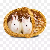 复活节兔子下载-兔子