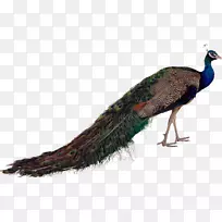 亚洲孔雀绿孔雀鸵鸟